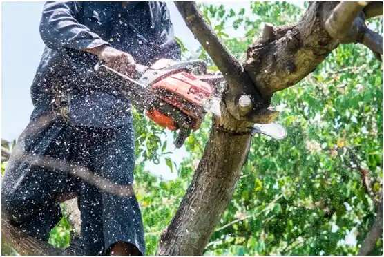 tree services Whitewood